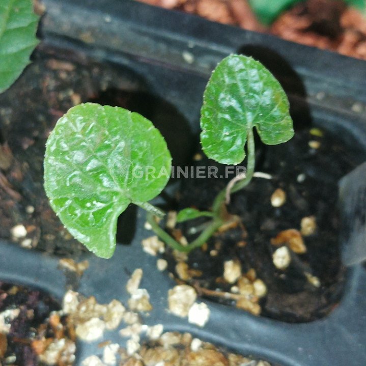 Wasabi, Wasabia Japanica seeds, EuTrema Japonicum image